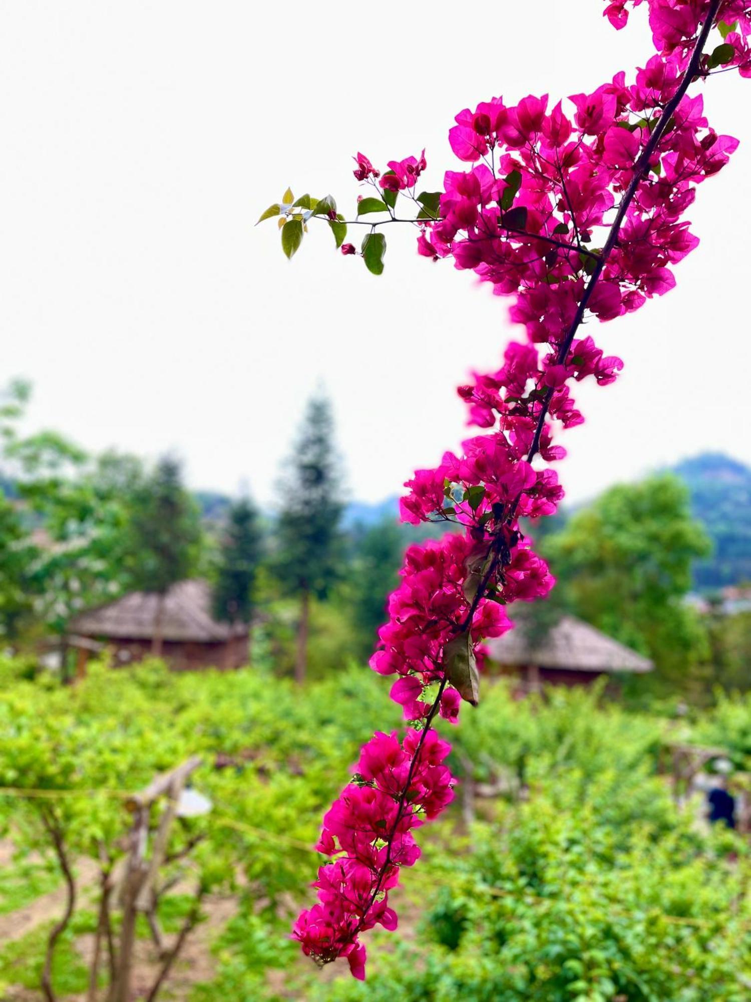 So H'Mong Homestay Bac Ha  Exteriör bild