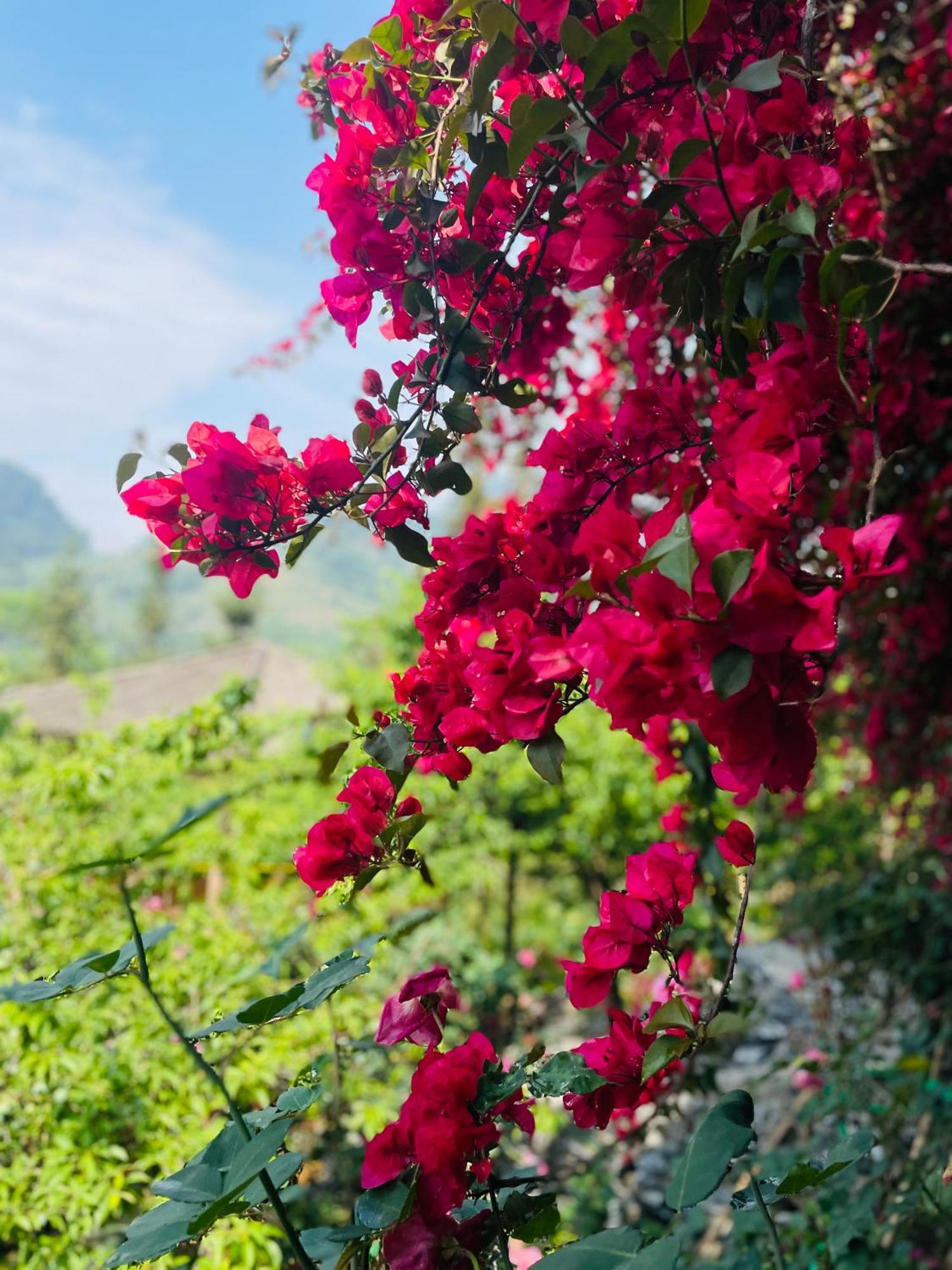 So H'Mong Homestay Bac Ha  Exteriör bild